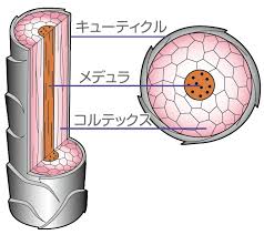 枝毛の原因と改善策をプロが徹底解説 Soy Kufu 高田馬場店 ソイクフ