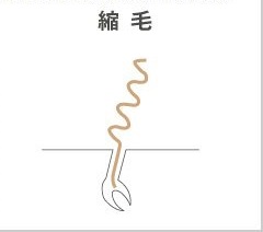 くせ毛をいかすカットで必ず似合う髪型になれる方法 Soy Kufu 高田馬場店 ソイクフ